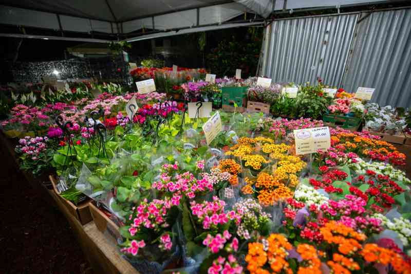 Maior cooperativa de flores do Brasil encerra exposição nesta segunda-feira (12)
