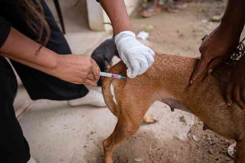 Prefeitura inicia Campanha de Vacinação Antirrábica para cães e gatos