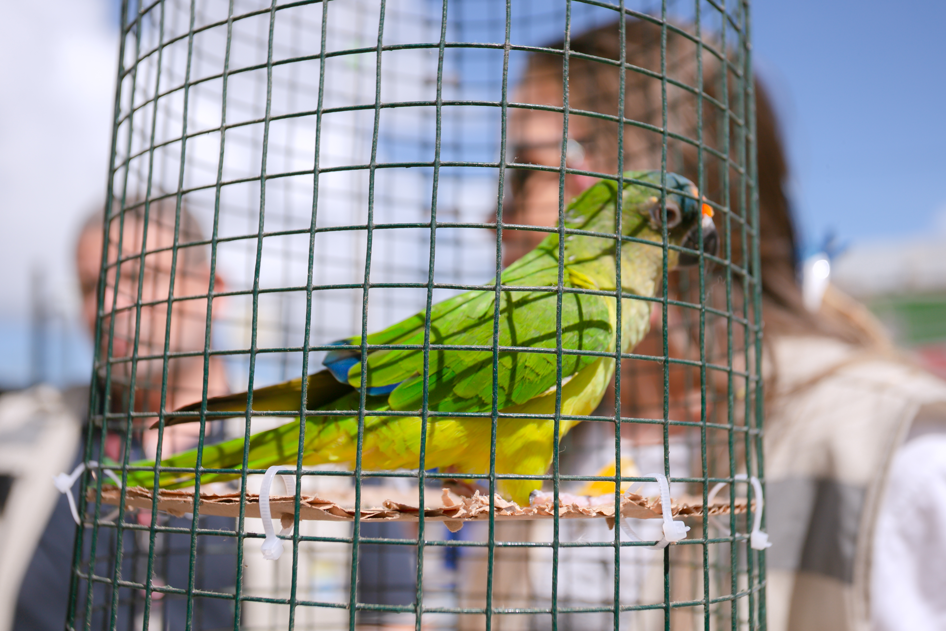 3/8/2026 - Entrega voluntária de aves silvestres reforça ações de proteção à fauna em Lauro de Freitas