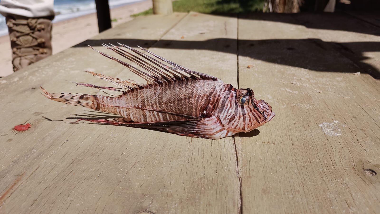 Peixe-leão é encontrado pela equipe da Salvamar em praia do município